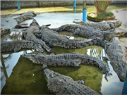 Crocodile Farm
